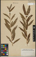 Foto von Salix purpurea L. x Salix viminalis L.